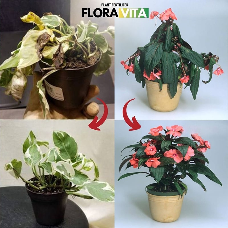 Gnojilo za rastline Floravita